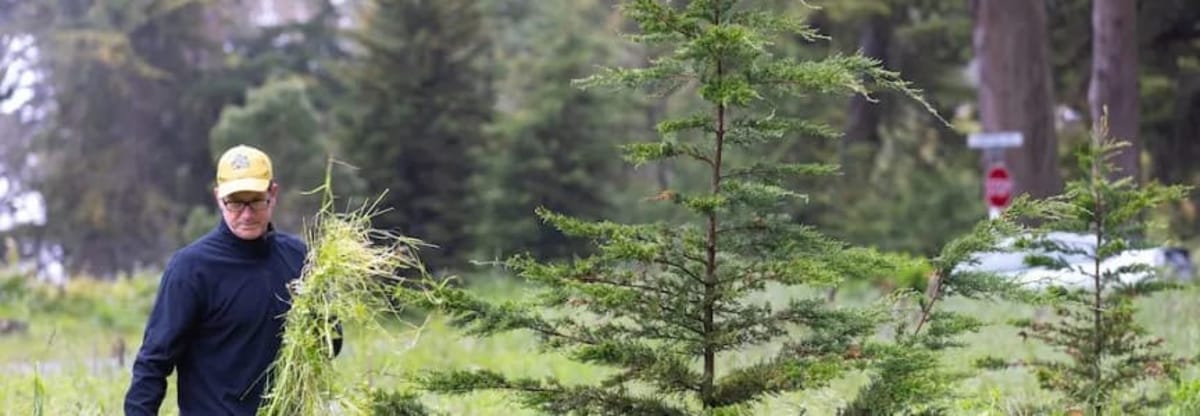 Volunteer: Presidio Forest Stewards