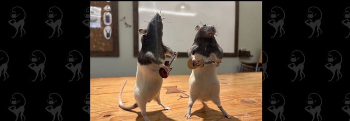 DIY Advanced Rat Taxidermy Workshop: Posing & Costuming