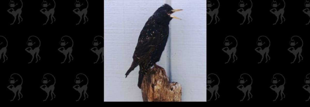 DIY Taxidermy European Starling Workshop