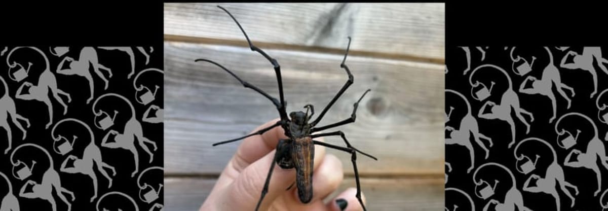 Insect Pinning Class: Orb Weaver Spider