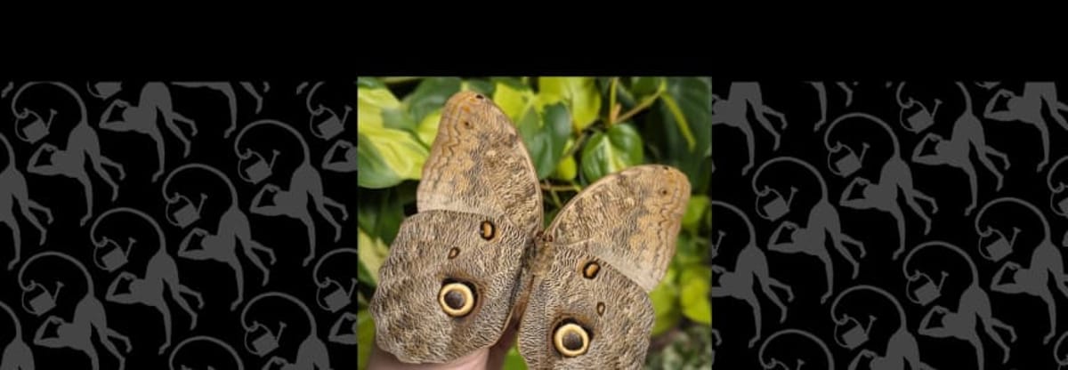 Insect Pinning Class: Giant Forest Owl Butterfly