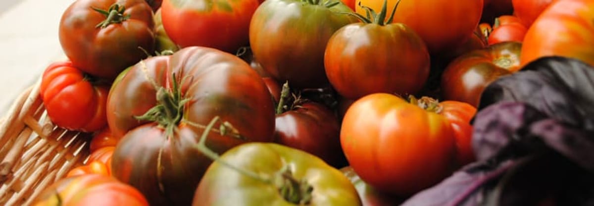 Tomato Celebration