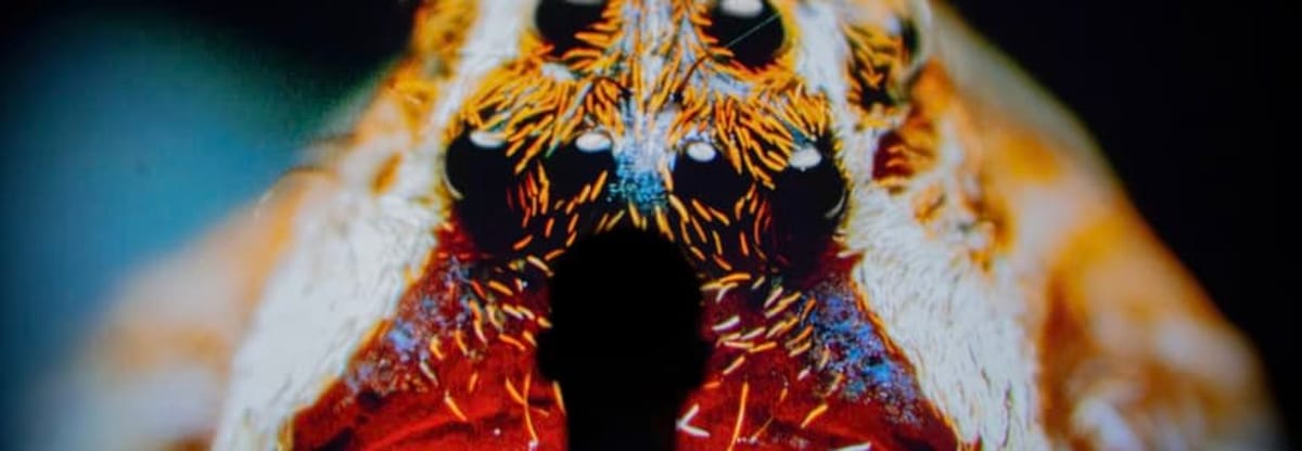 California Academy of Sciences
    Vivid: Immerse Your Senses