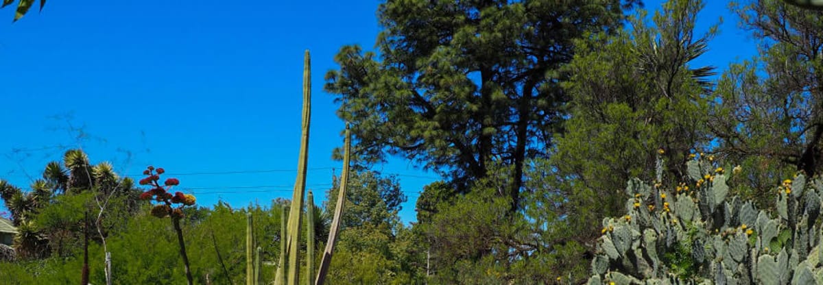 Botanical Bash – A Celebration of Plants and People