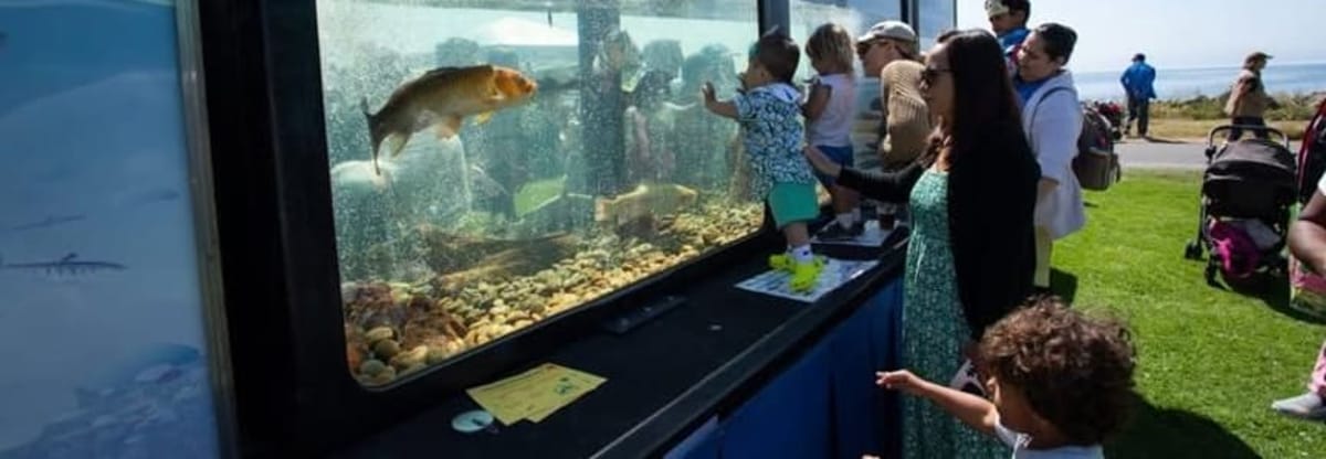 8th Annual Fish Festival